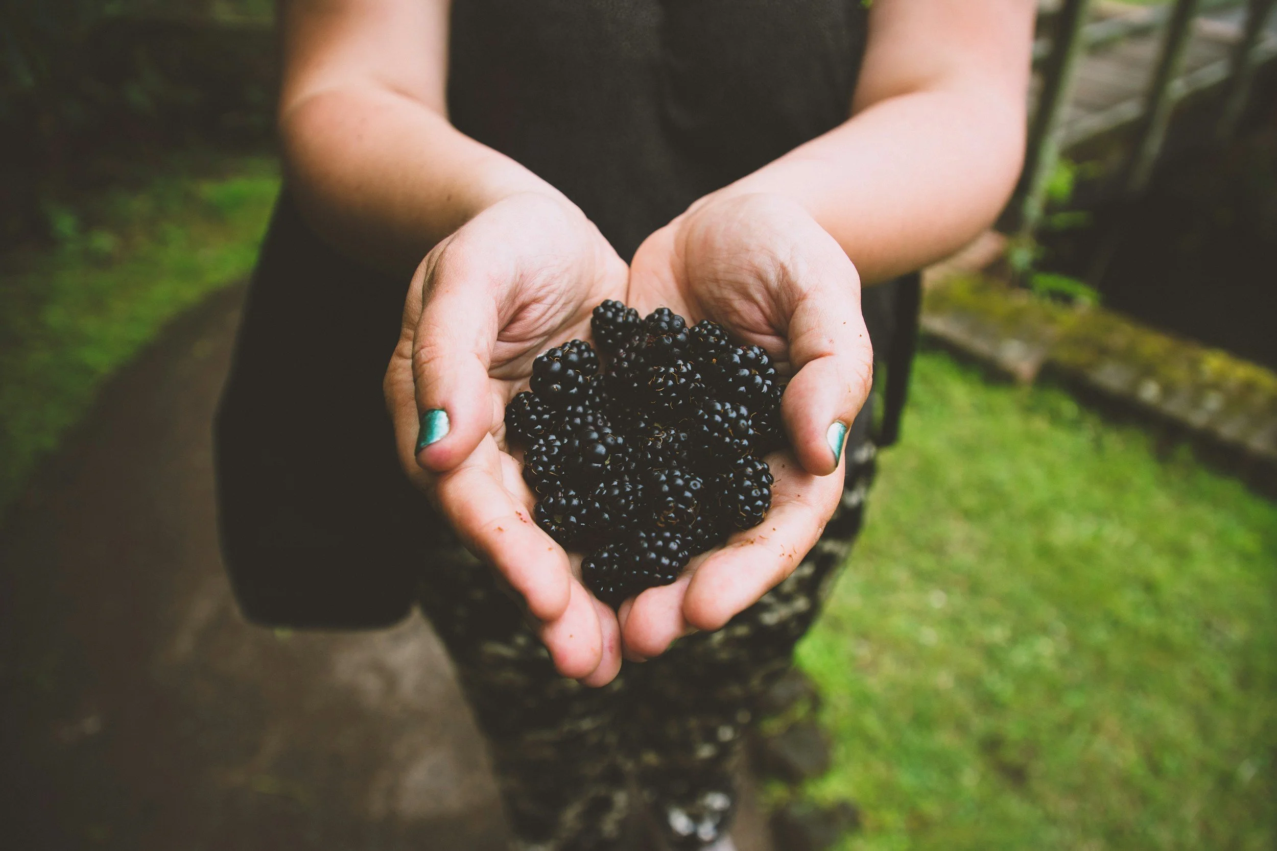 Hands holding freshly picked blackberries