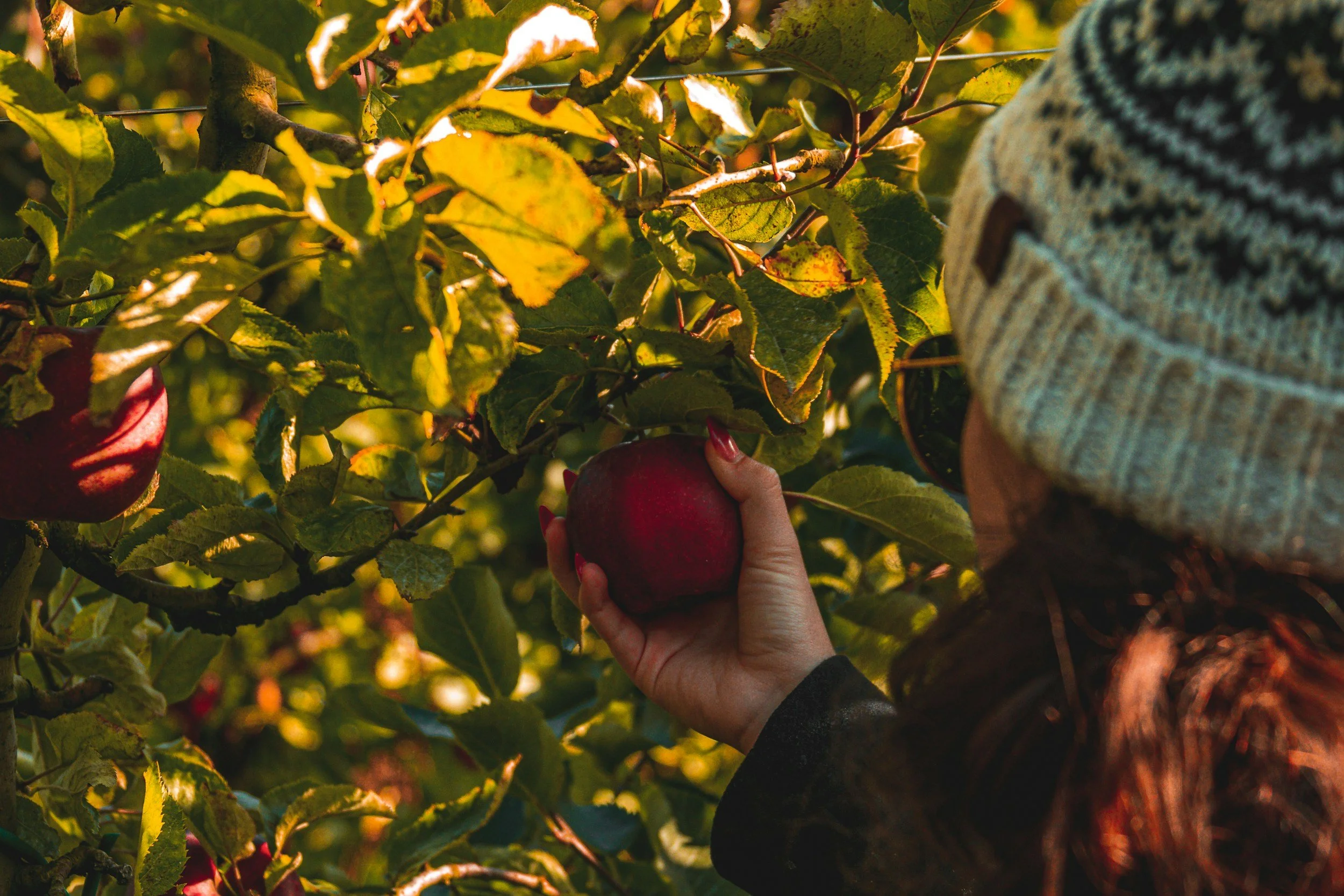 Person picking honeycrisp apple from a tree branch