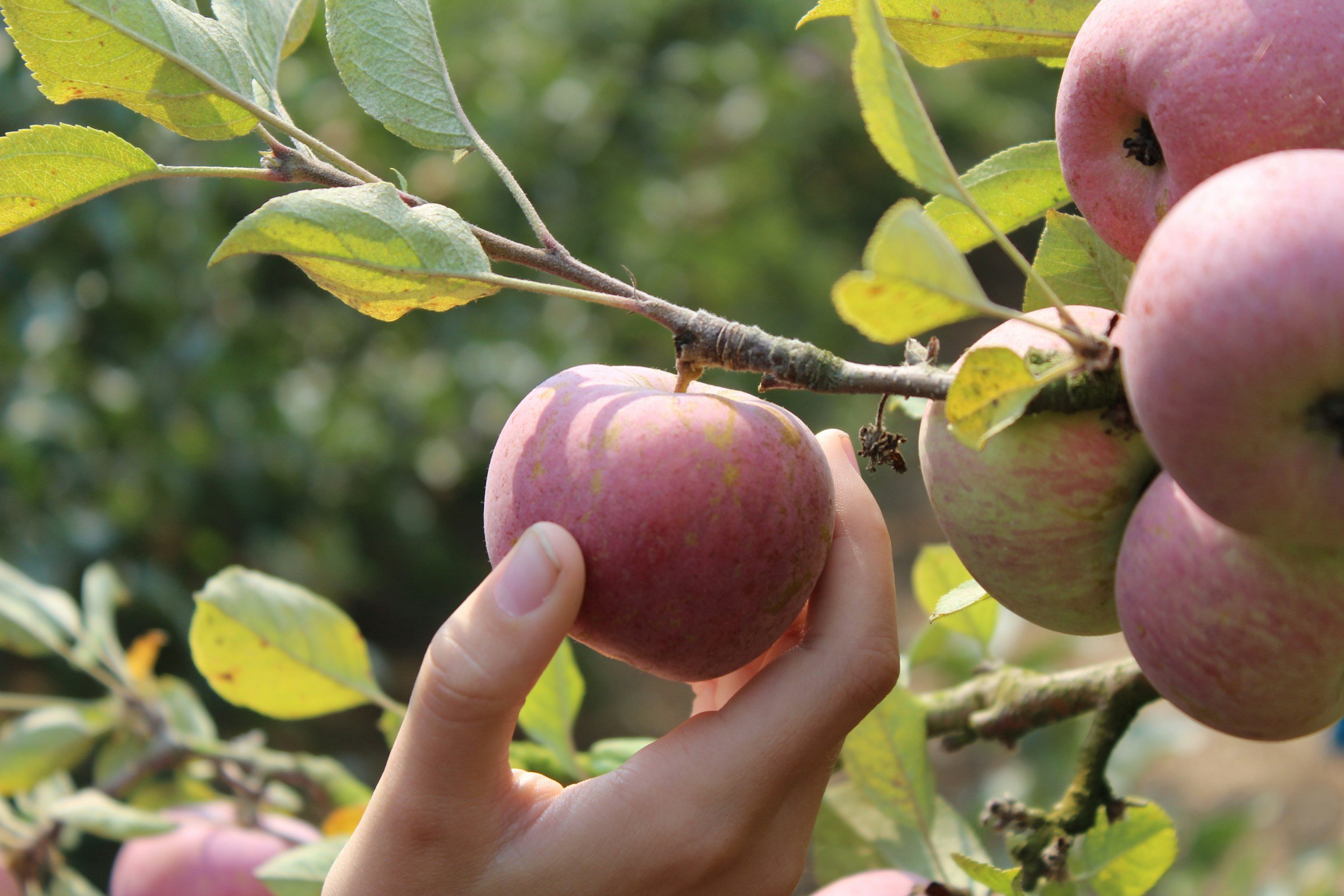 Peron picking fresh apples from the tree brandh