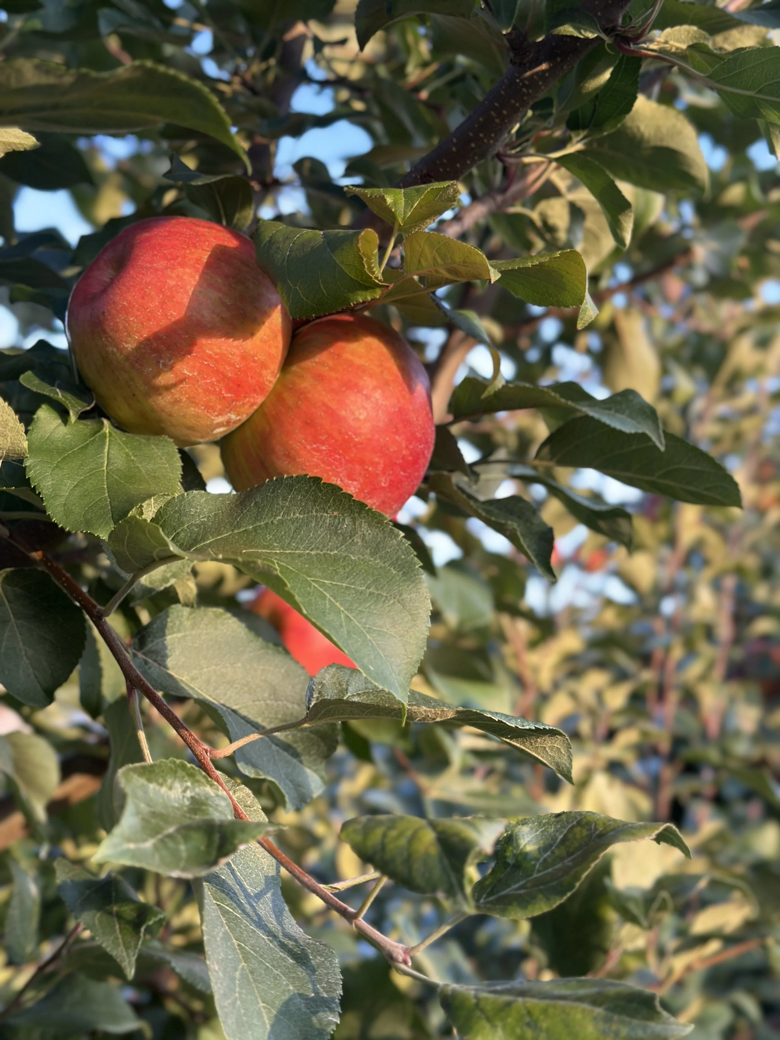 Person picking honeycrisp apple from a tree branch