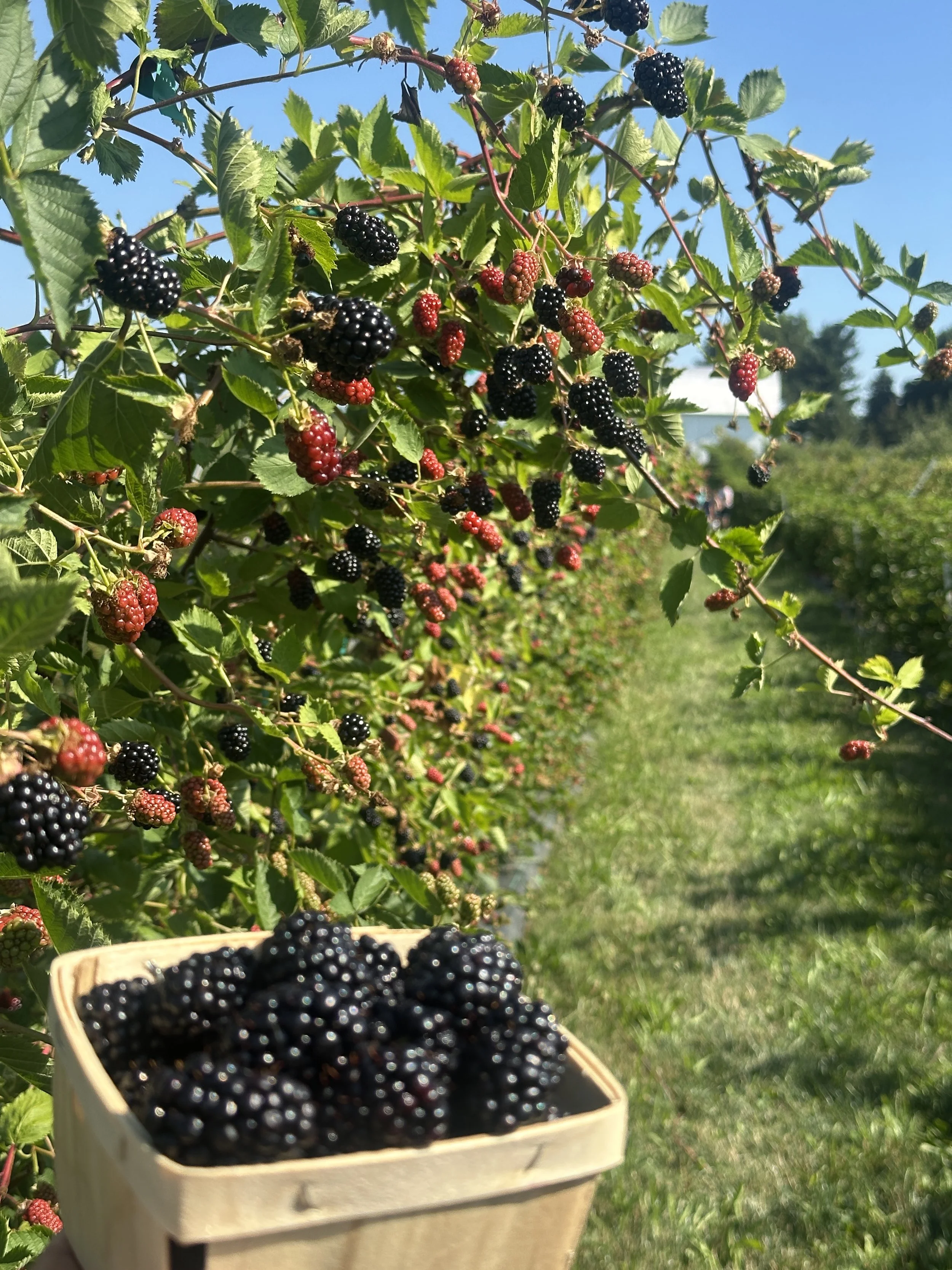 Hands holding freshly picked blackberries