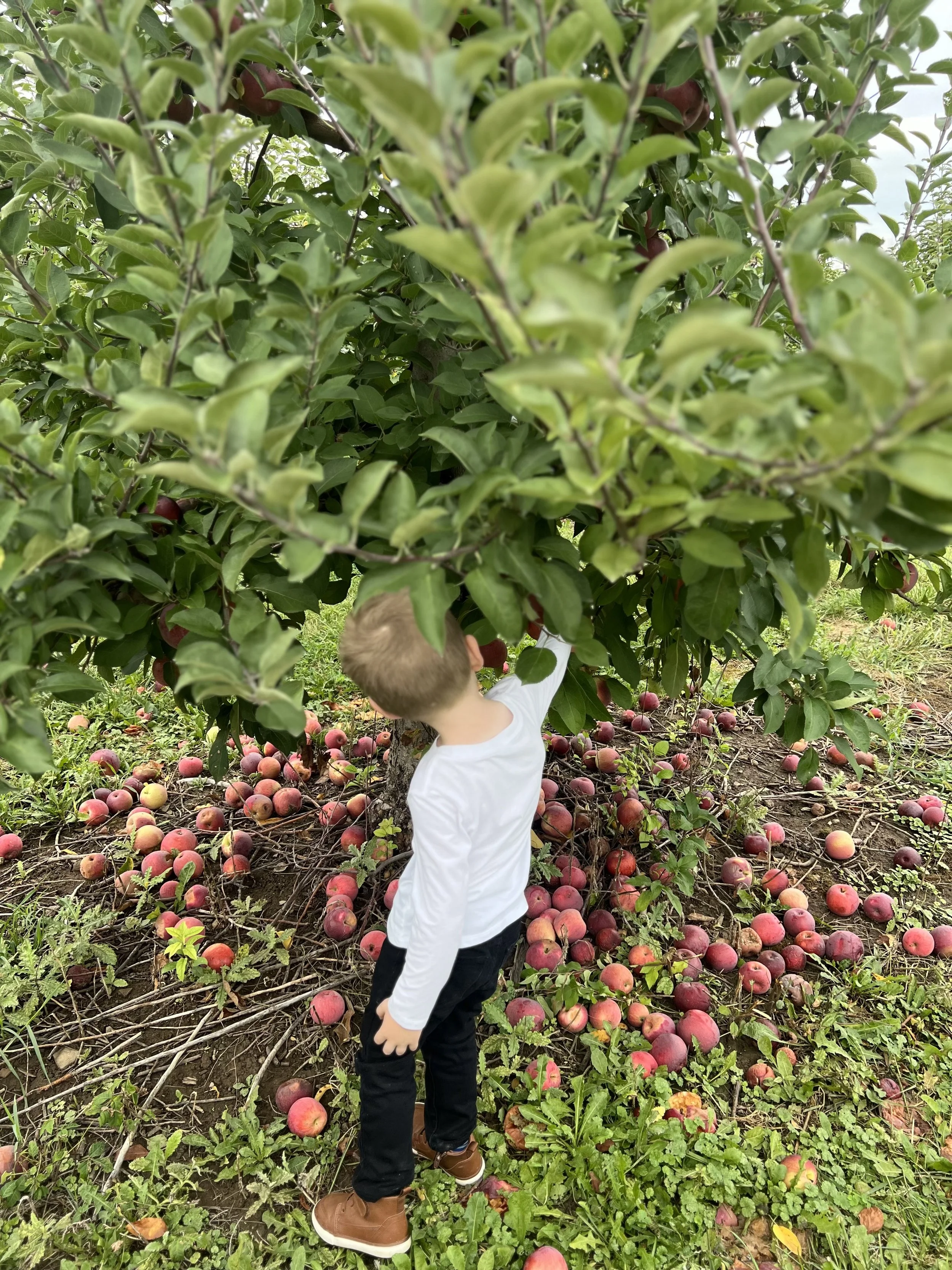 Peron picking fresh apples from the tree brandh
