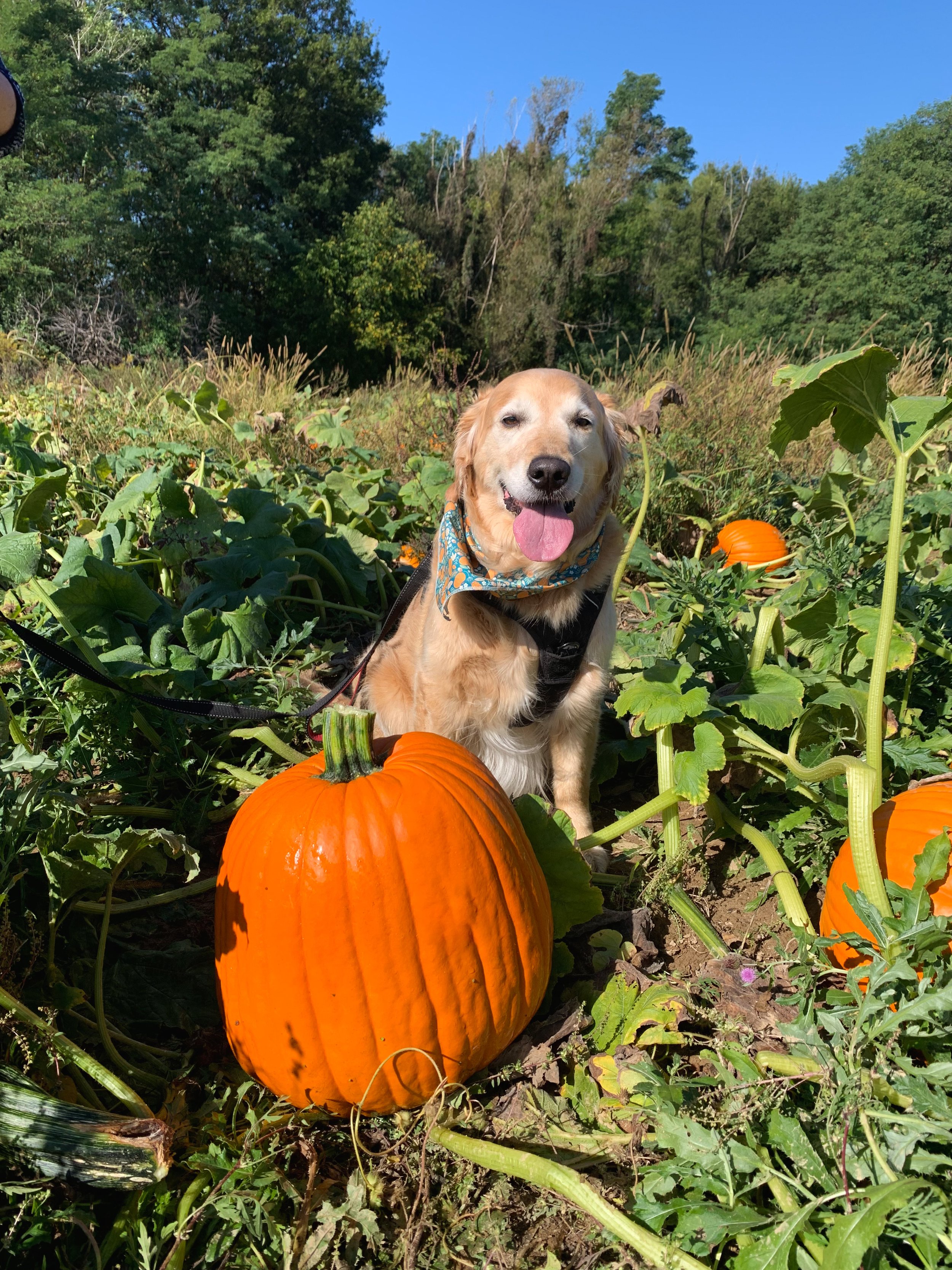Field filled with large pumpkins