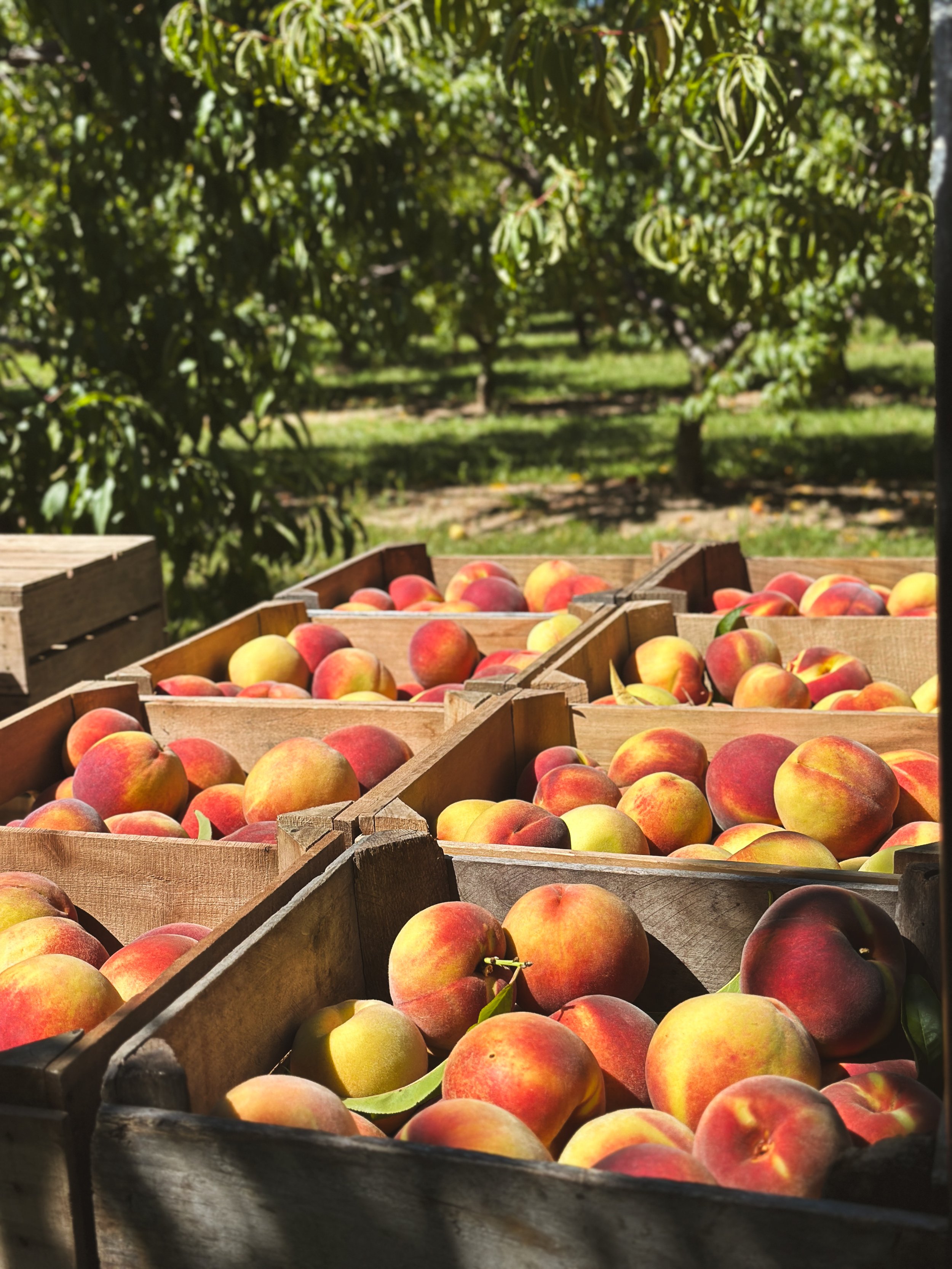 Person carrying bowl of freshly picked peaches