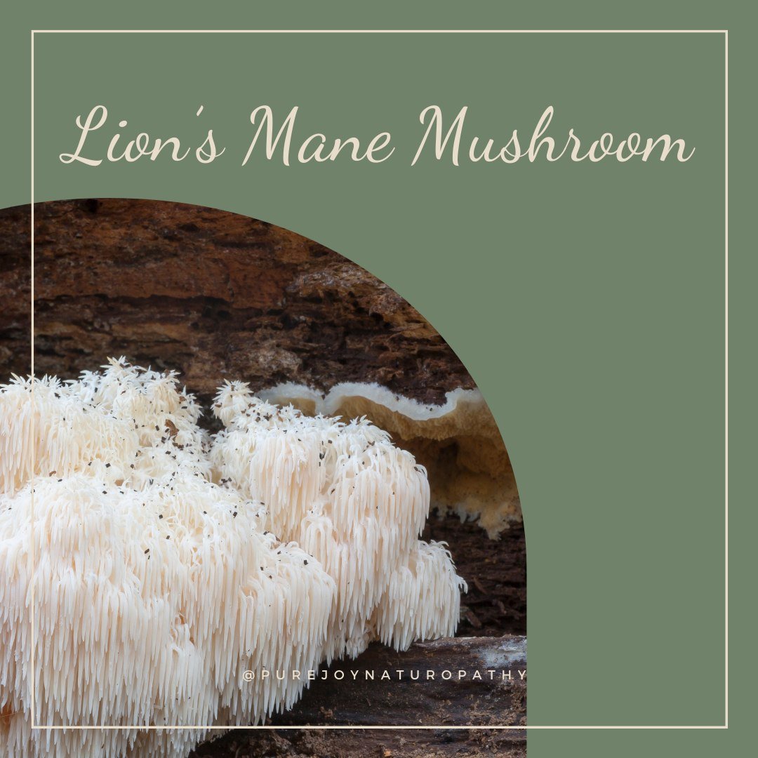I'm passionate about mushrooms, especially Lion's Mane! 🍄 Today, let's explore its diverse benefits.

Lion's Mane, also known as bear's head or monkey's head mushroom, isn't just neuroprotective for Alzheimer's and dementia; it supports gut health, 