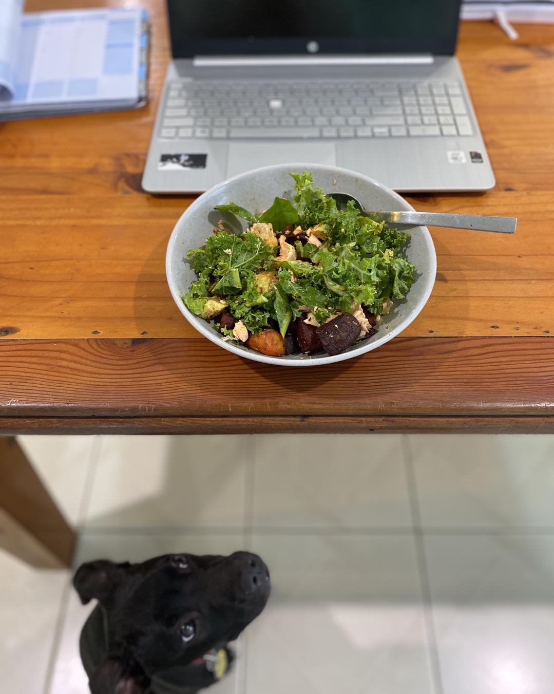 A healthy lunch for my brain 🧠 and whole well-being&hellip;

Oh somebody wants it as well 😆 🐶 

Kale 🥬, spinach with roasted veggies (beets, carrots, and purple sweet potatoes) with turmeric and mushroom 🍄 🍄&zwj;🟫 powder, salmon, nuts and seed