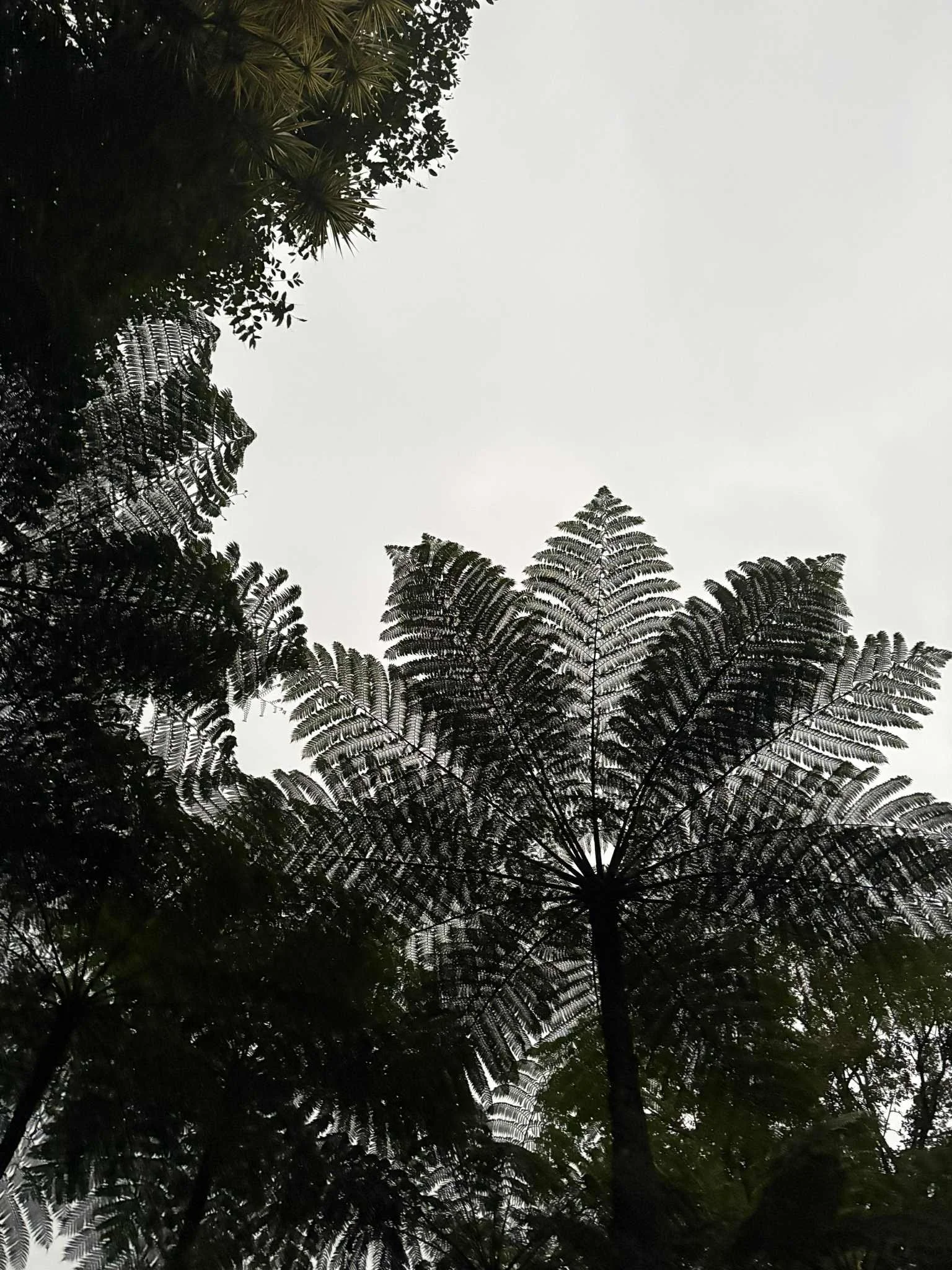 Listening for IKIGAI: A Midlife Reflection on Purpose, Burnout & Dr. Mieko Kamiya’s Wisdom