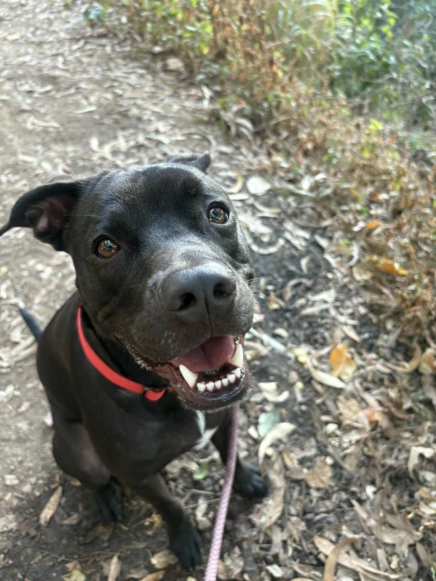 Serving up smiles, one wag at a time 🐾😁

Happy #WorldSmileDay 🌍✨

Tag someone who makes you grin today! 💫

#DogsofInstagram #JoyfulMoments #KeepSmiling&quot;