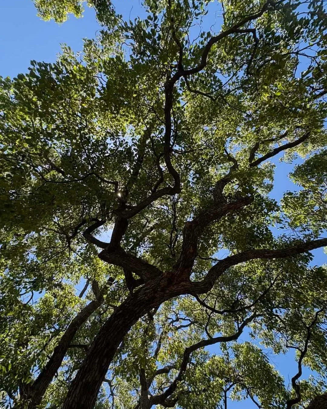 The body in midlife is not falling apart.
It is re-patterning itself.

Just like this tree, there is strength in the twisting,
wisdom in the way it changes shape to keep growing.

Menopause isn&rsquo;t a failure of the body, it&rsquo;s a transition i