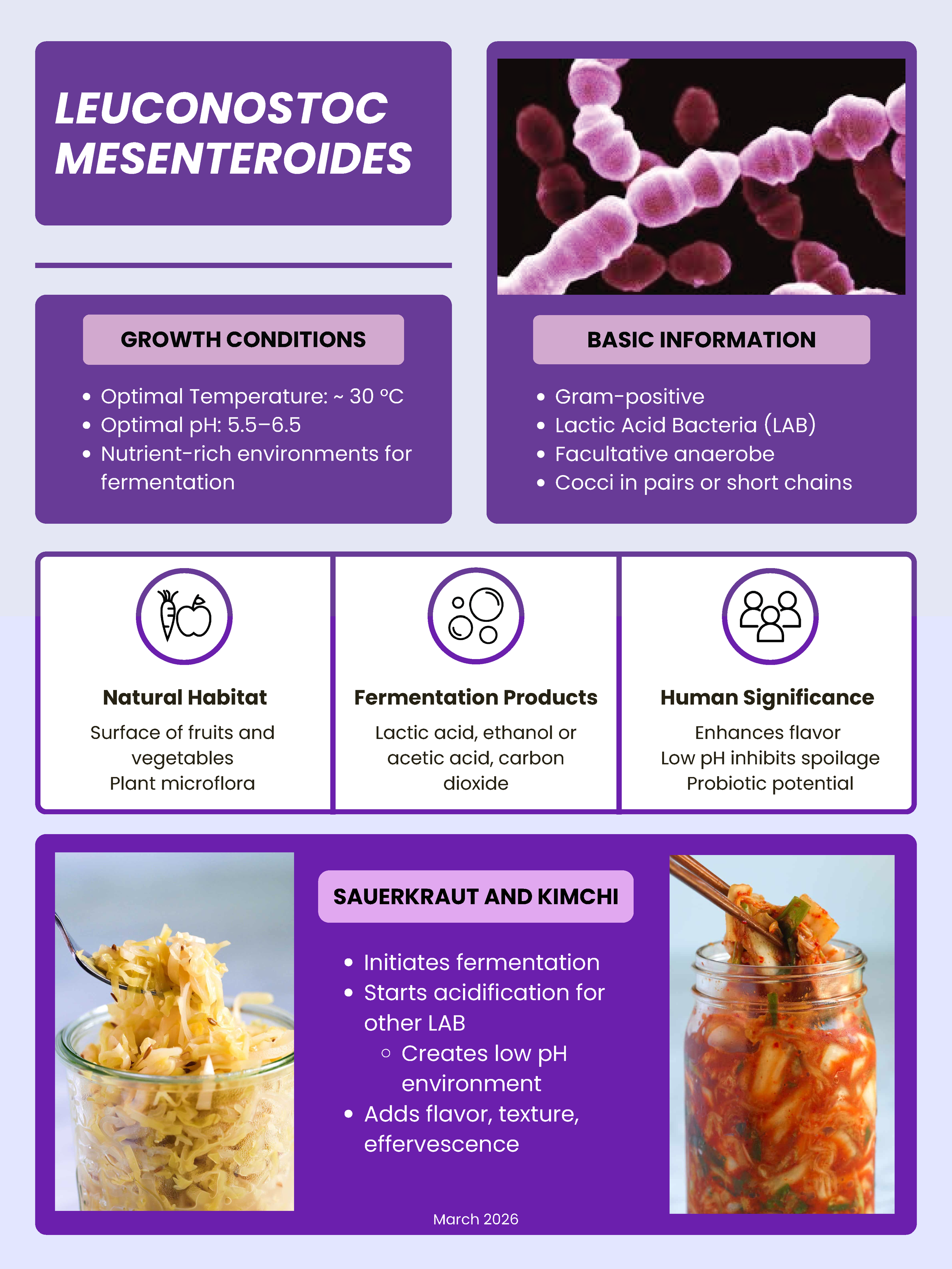 March2026_Leuconostoc_mesenteroides.png