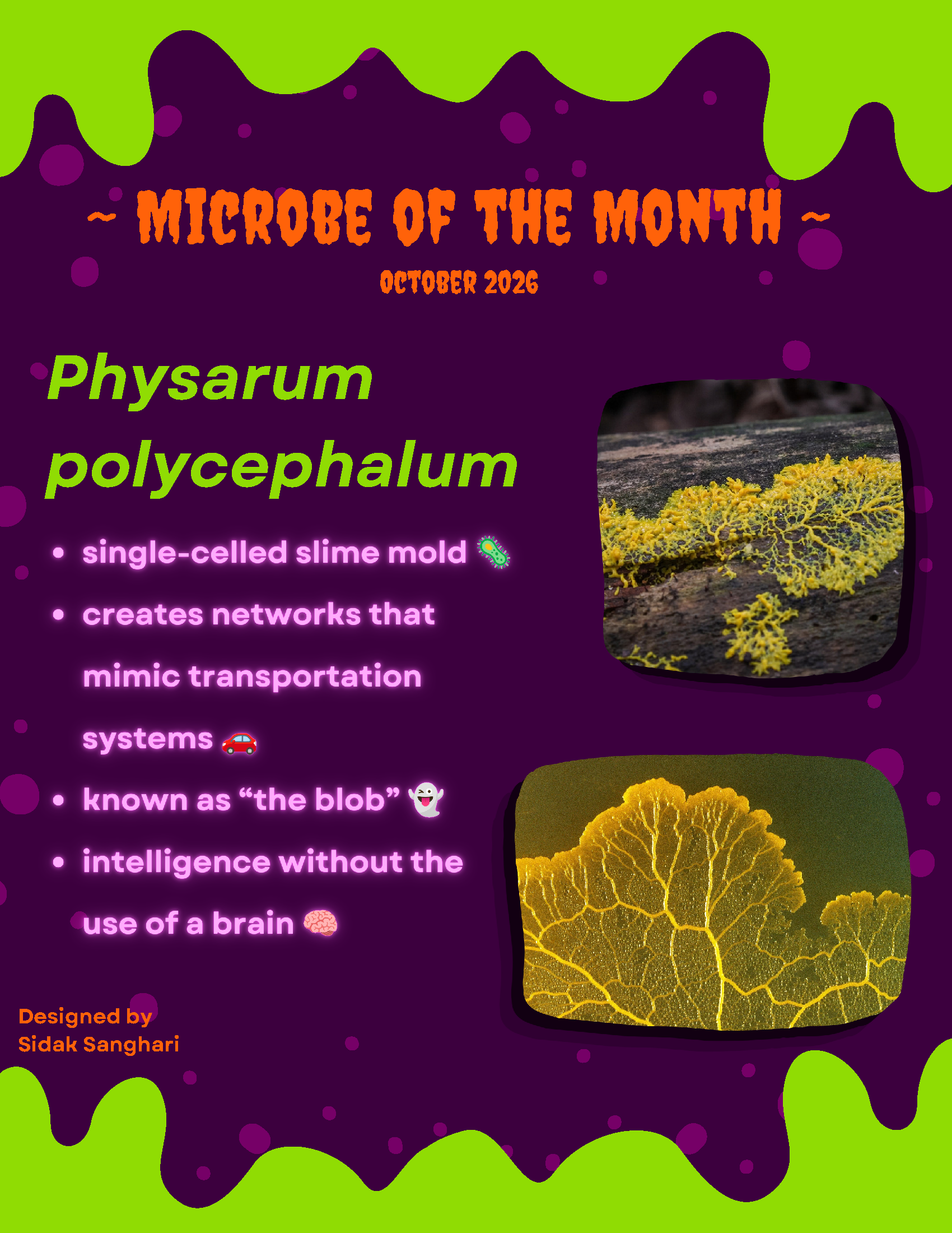 Oct2026_Physarumpolycephalum.png