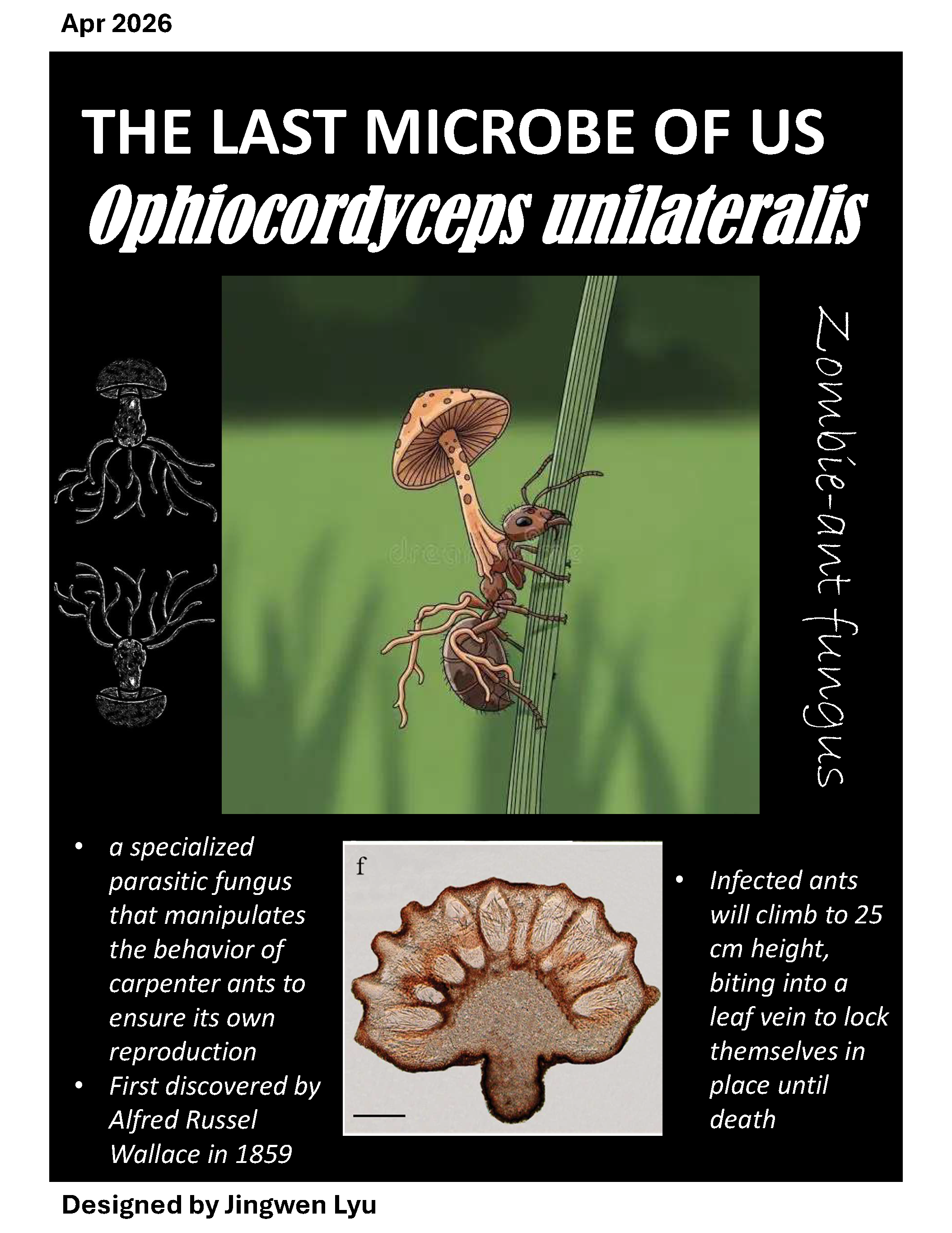 April2026_Ophiocordyceps_unilateralis.png