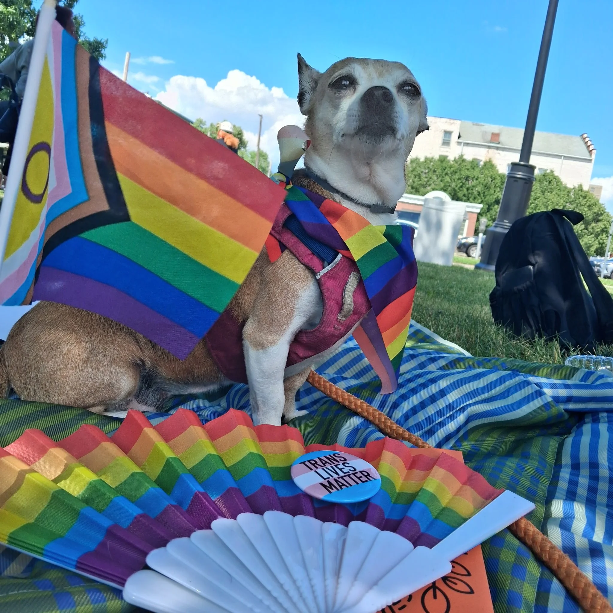 A small dog, possibly a Chihuahua, at an outdoor event sitting on a colorful rainbow-striped blanket. The dog is wearing a tricolor rainbow scarf and has a rainbow-themed leash. There is an LGBTQ+ pride flag in the background and a button with the words "Trans Lives Matter" on the blanket. The sky is blue with clouds, and the setting appears to be in a park or a street with trees and buildings.
