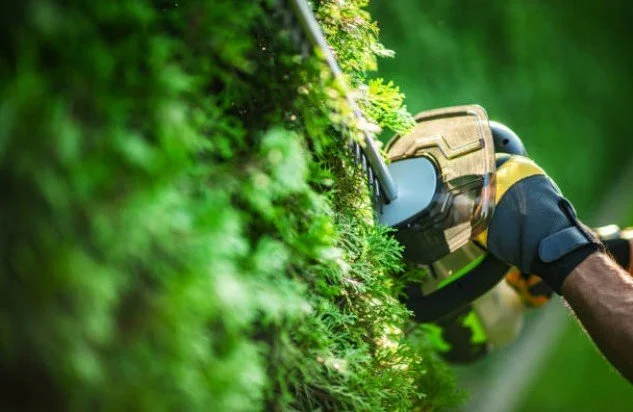 Close-up of a person hedge trimming using eletric hedge trimmer.