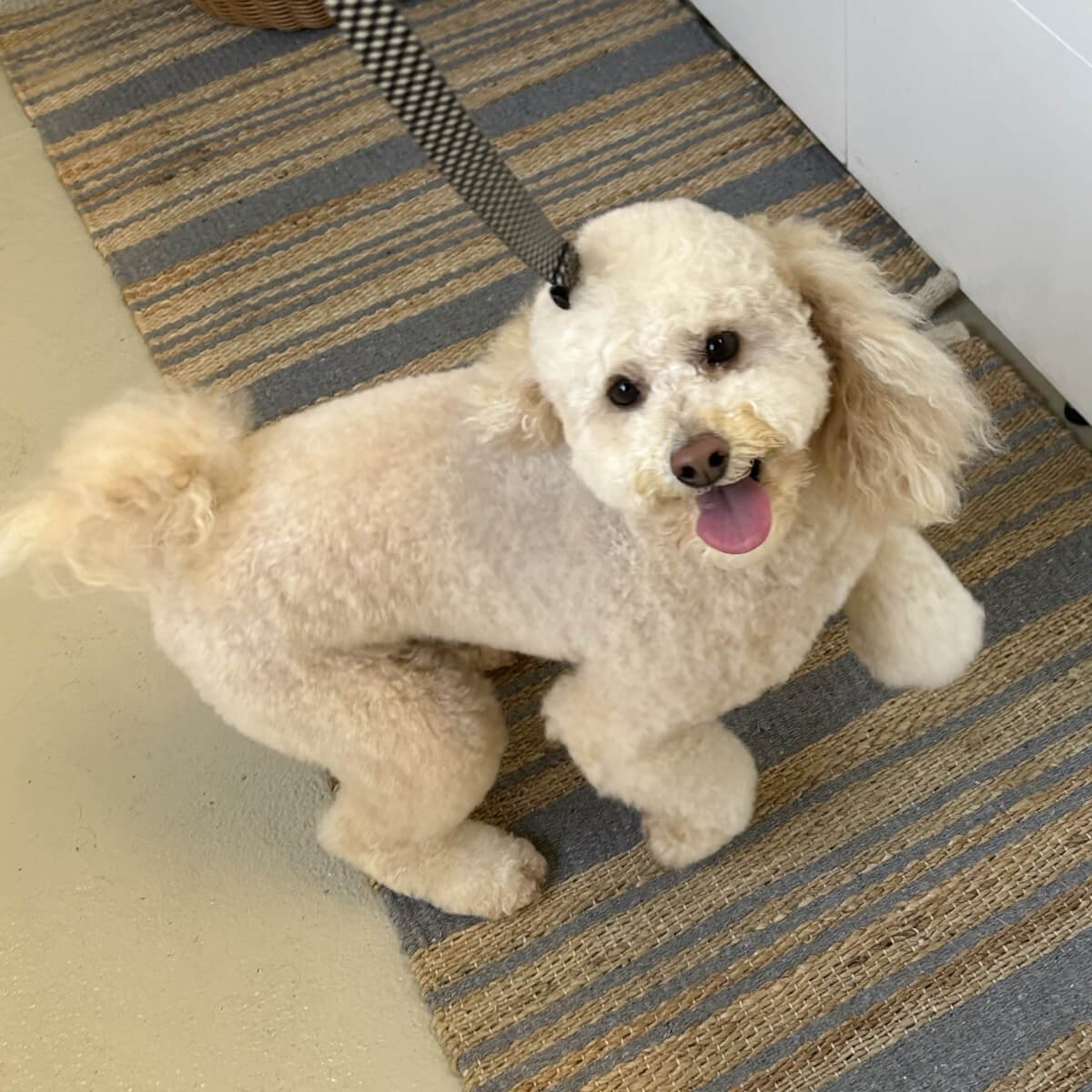 Pooches and Paige Social image 6.jpg