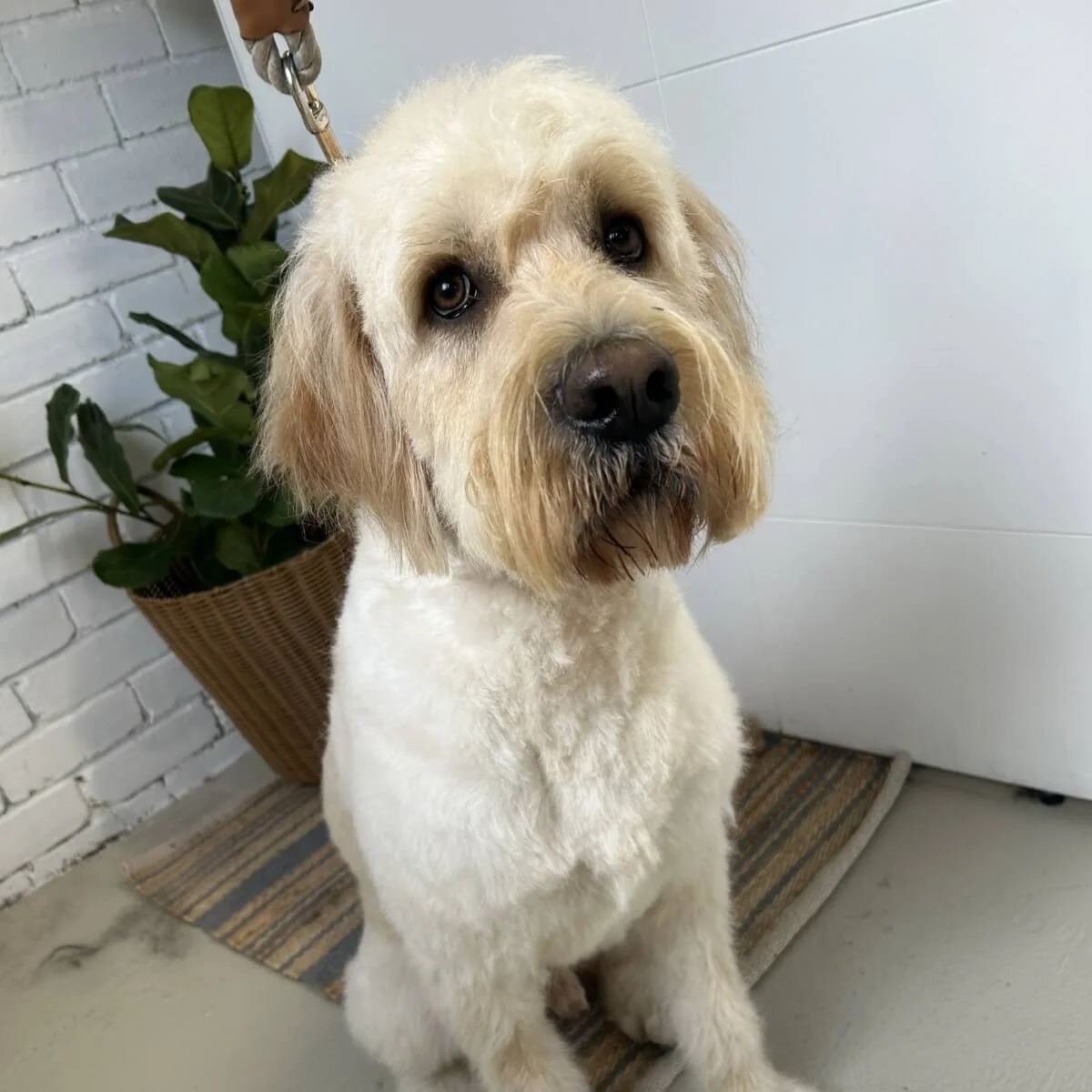 Pooches and Paige Social image 5.jpg