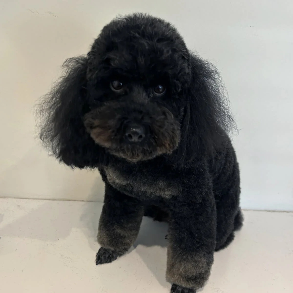 Pooches and Paige Social image 1.jpg