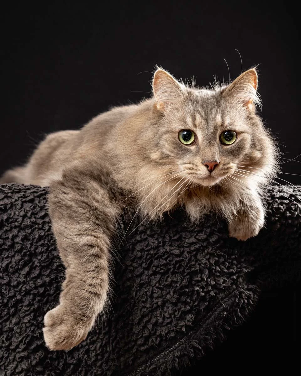 green-eye-tabby-cat-black.jpg