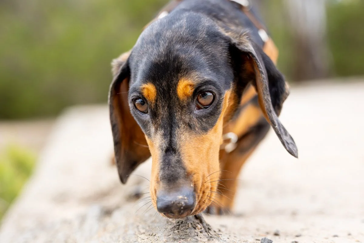 dachsund-dog-sniff.jpg