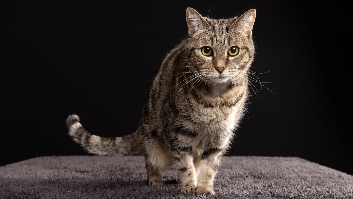 tabby-black-background-home.jpg