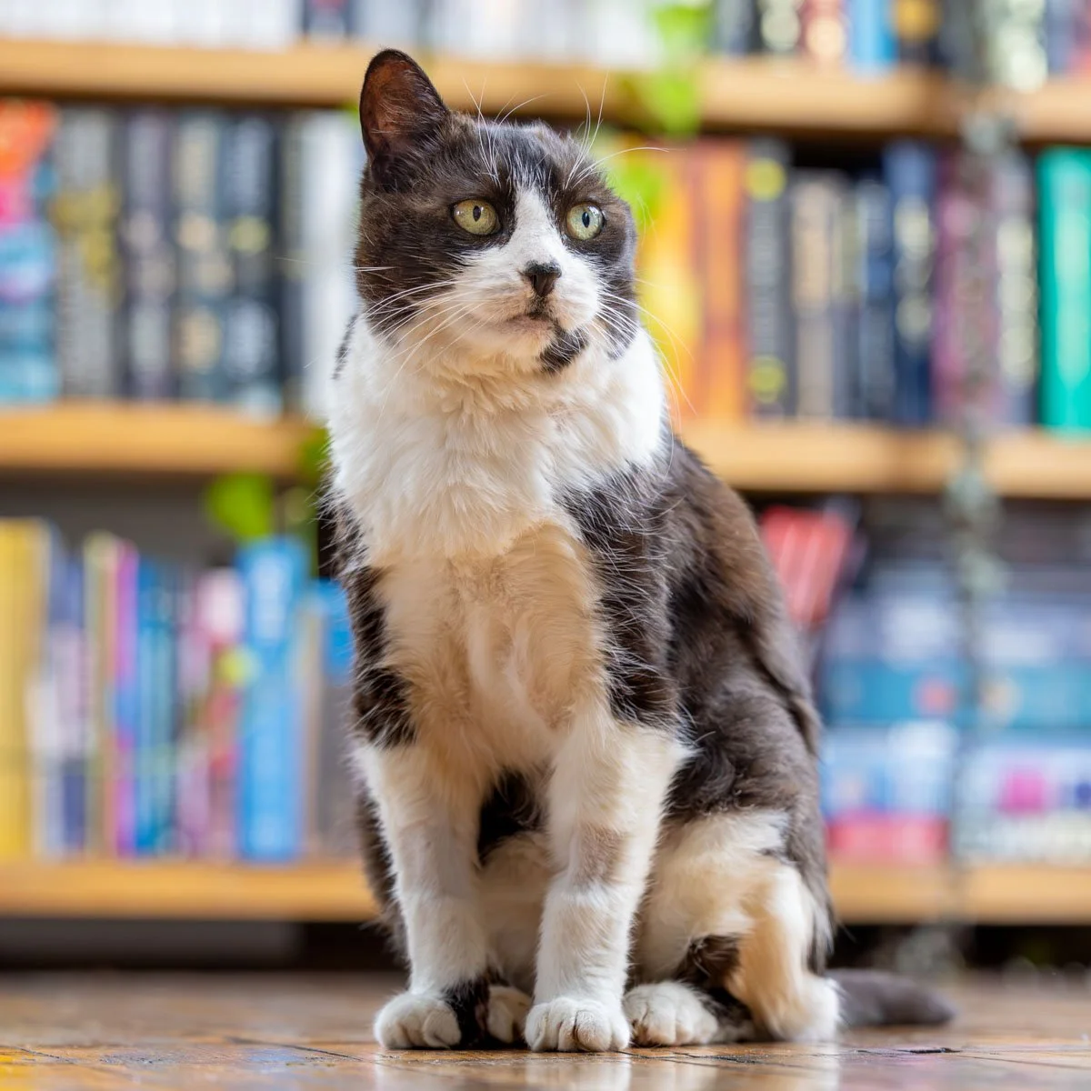 senior-cat.jpg