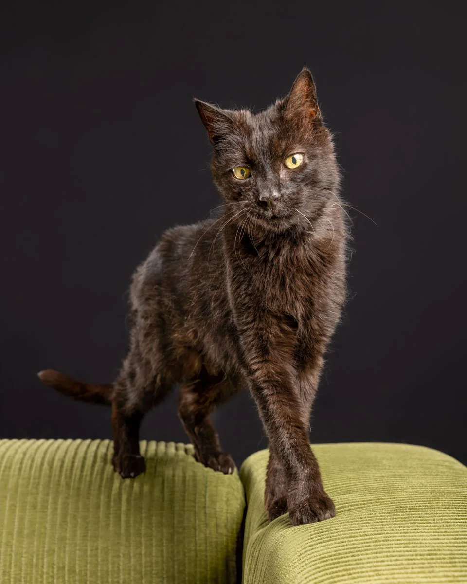 black-cat-senior.jpg