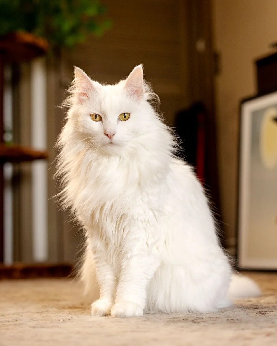 angora-cat.jpg