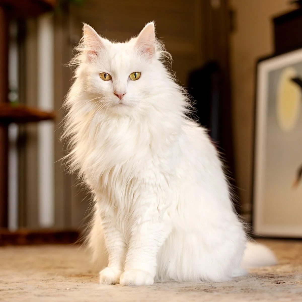 angora-white-cat.jpg