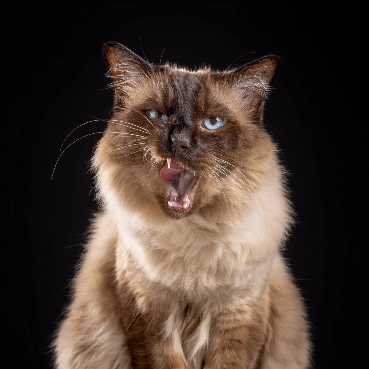 cat-yawn-ragdoll.jpg