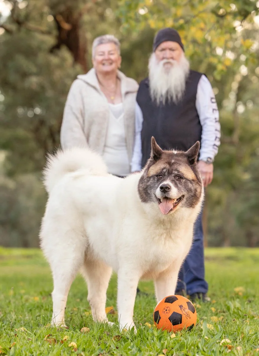 dad-akita-mum-dog.jpg