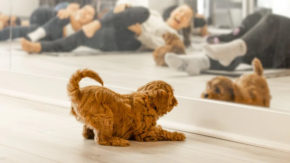 dog-yoga.jpg