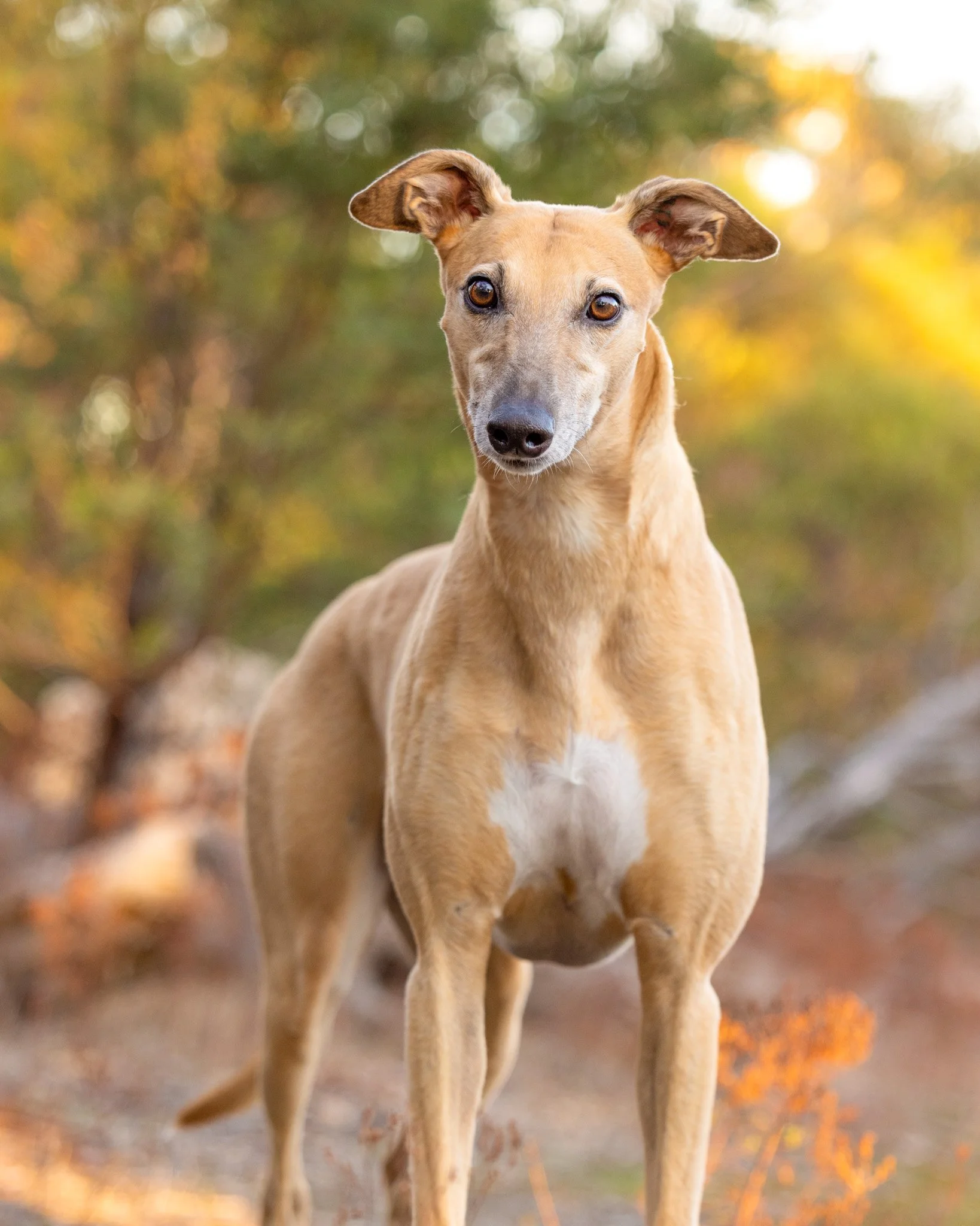 A tan-colored dog with a white chest and big, dark eyes standing outdoors with a blurred forest background featuring autumn trees.