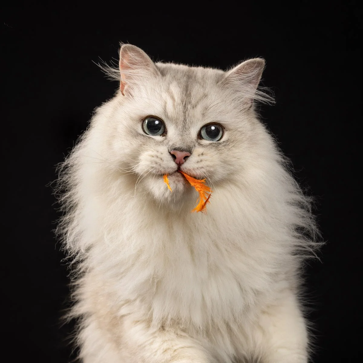 burmilla-feather-cat.jpg