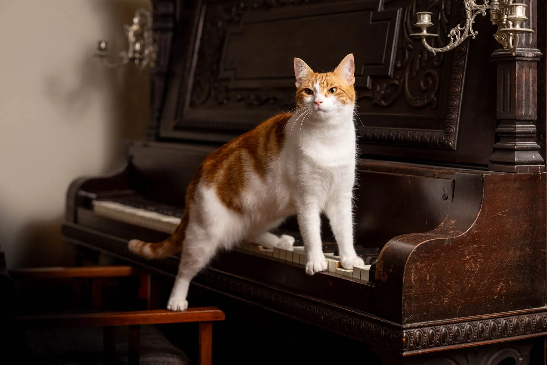 piano-cat-ginger.jpg