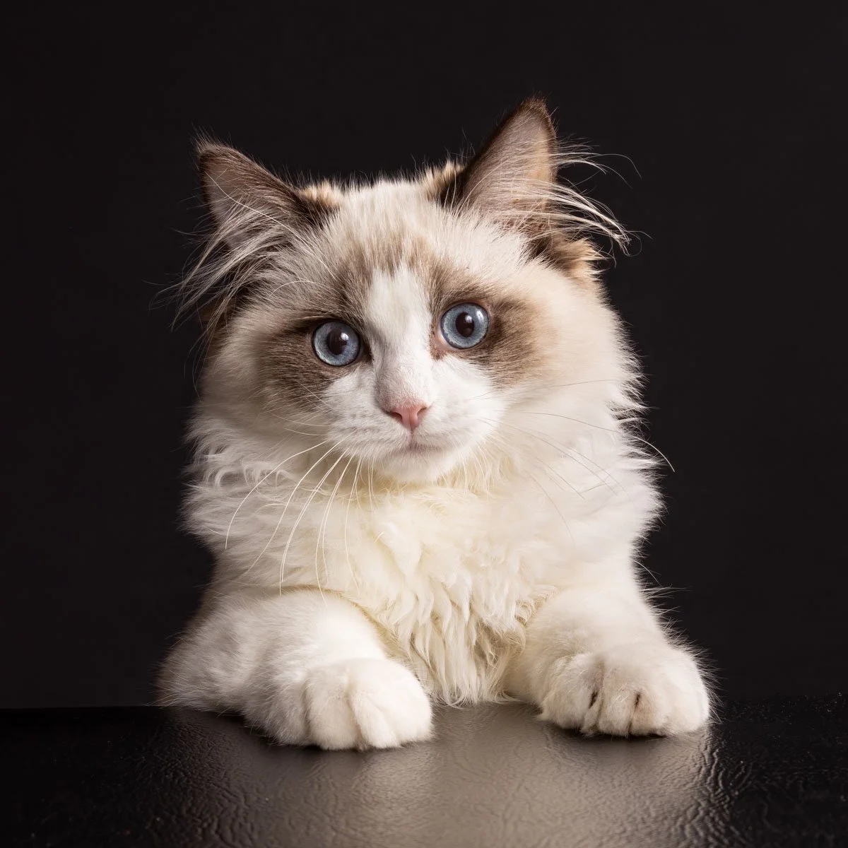 ragdoll-kitten-paddington.jpg
