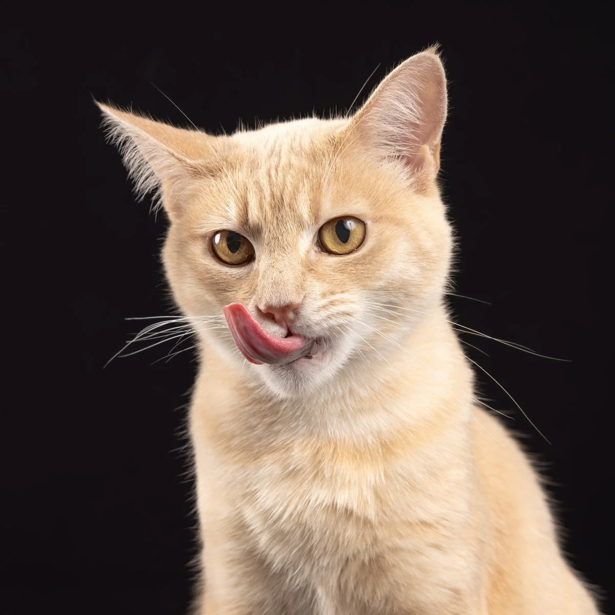 ginger-cat-kitten.jpg