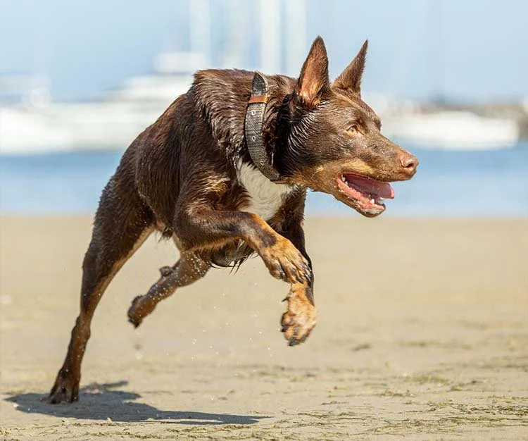 kelpie-beach.jpg
