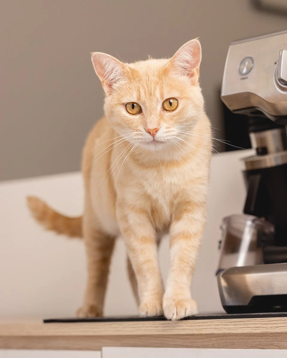 ginger-cat-coffee.jpg