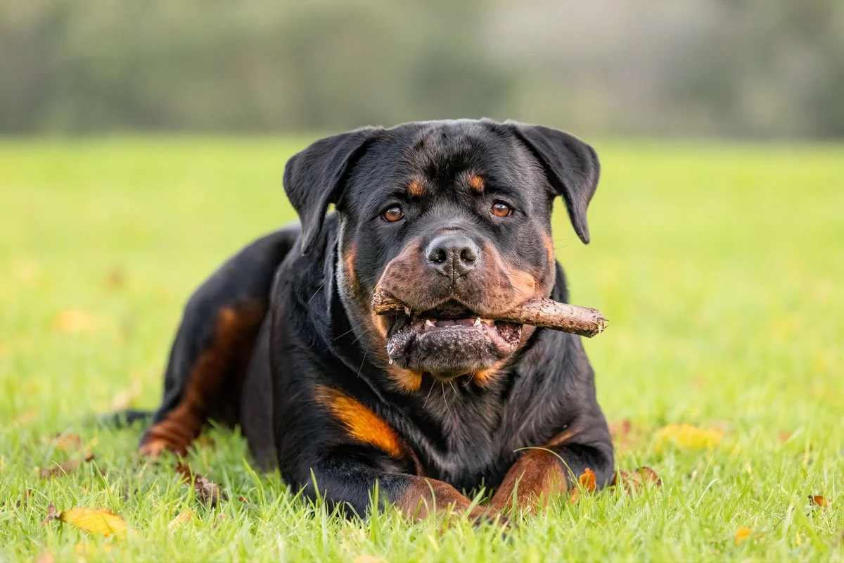 rottweiler.jpg