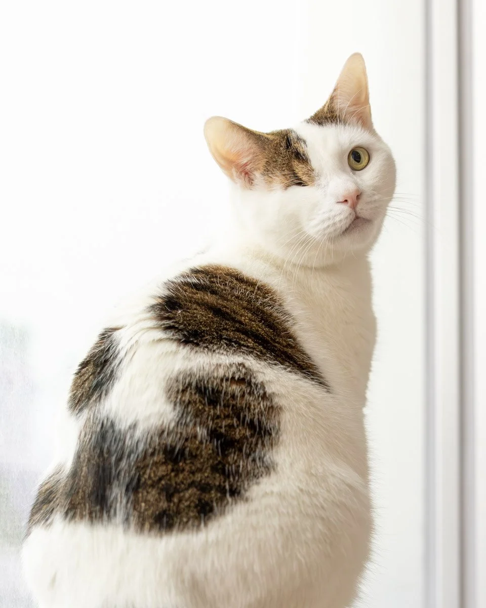 white-cat-window.jpg