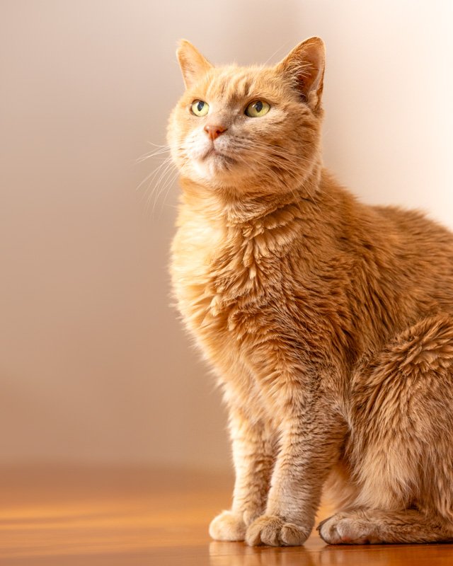 ginger-cat-home.jpg