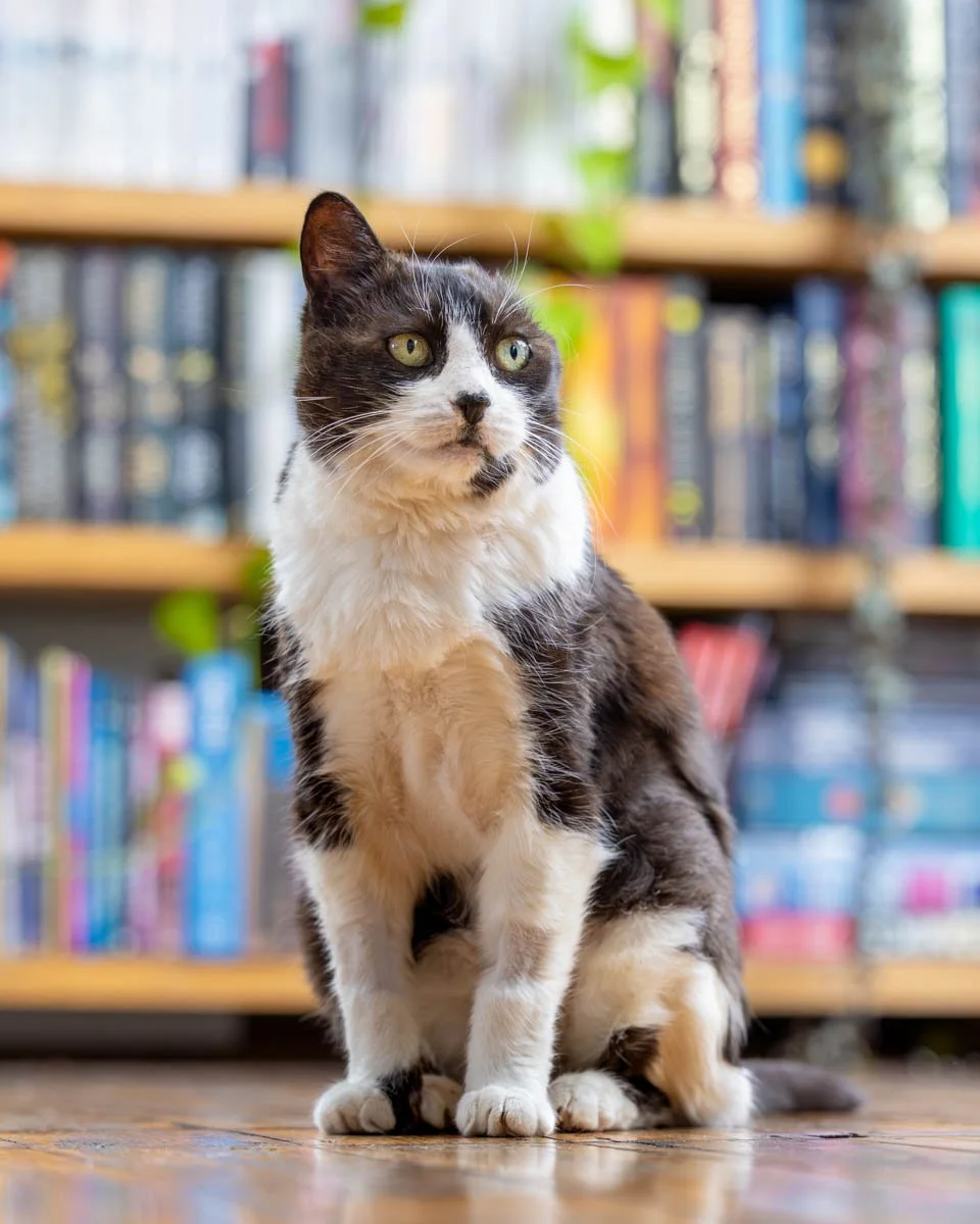 senior-cat-books.jpg