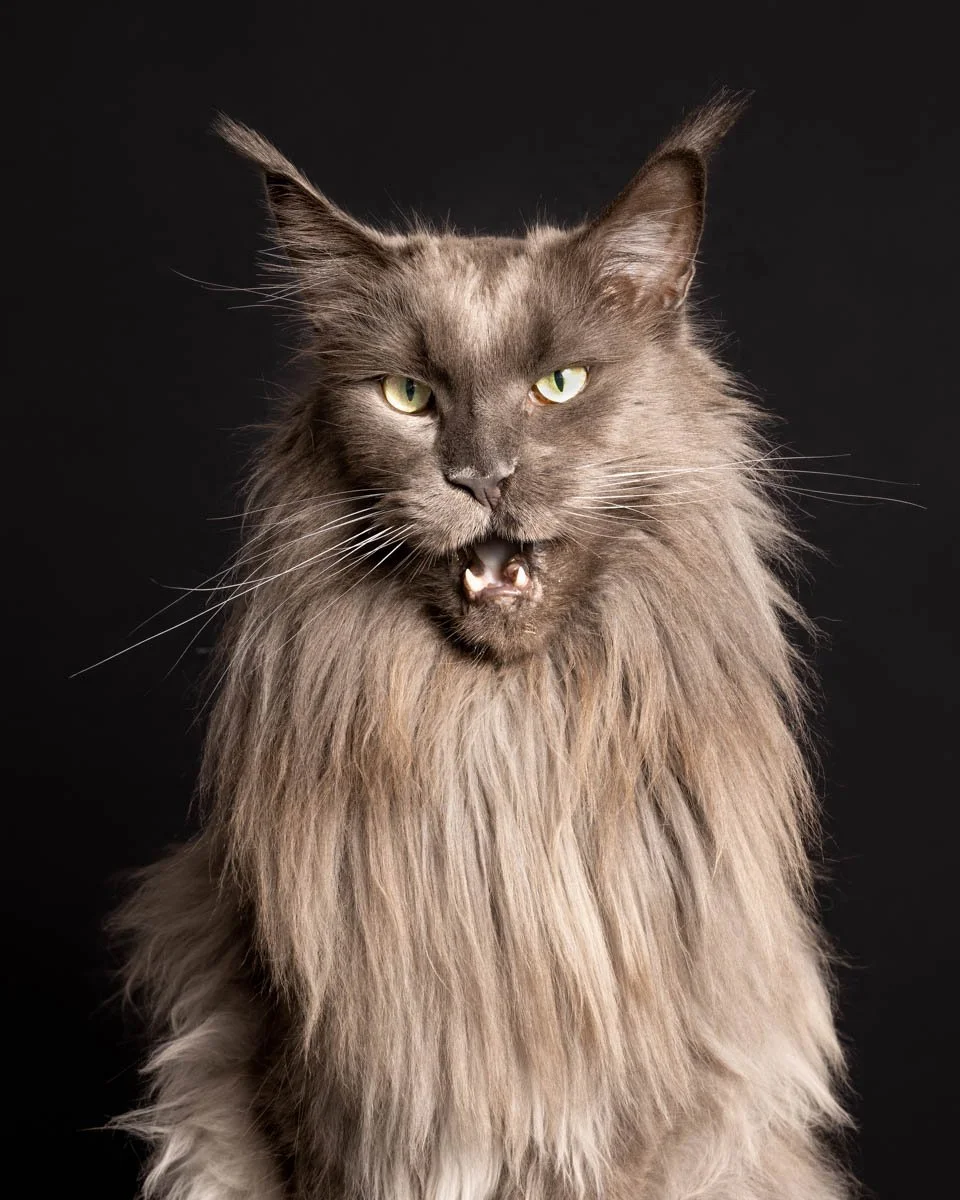 maine-coon-black-cat.jpg