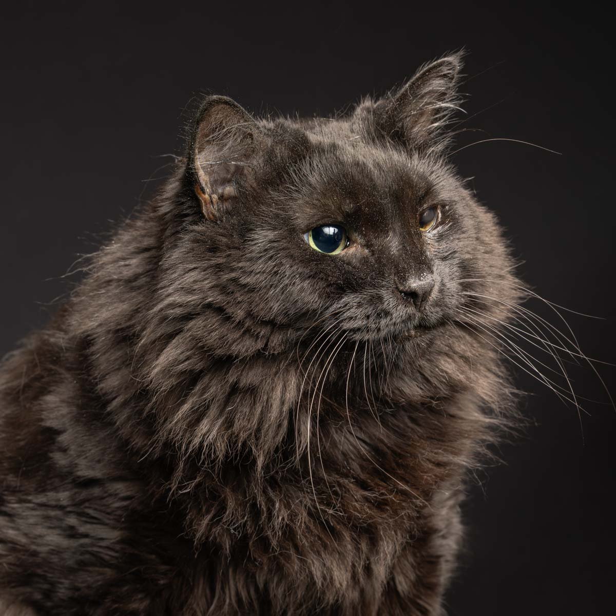 maine-coon-senior.jpg