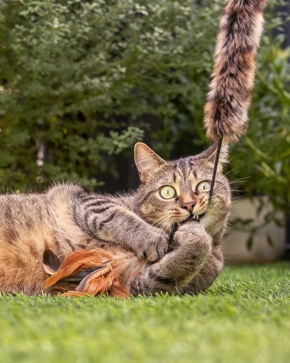 tabby-cat-chew.jpg