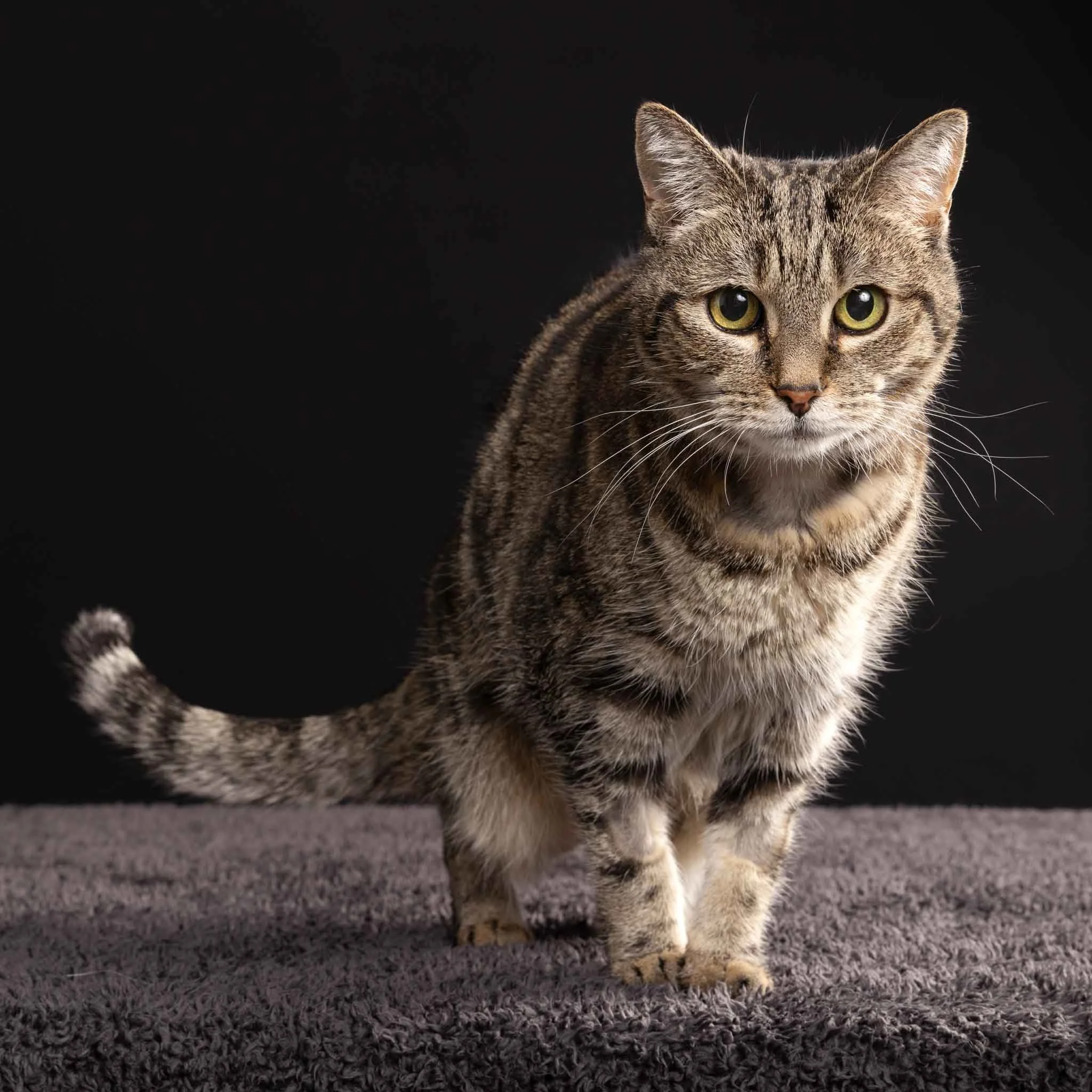 tabby-black-home.jpg