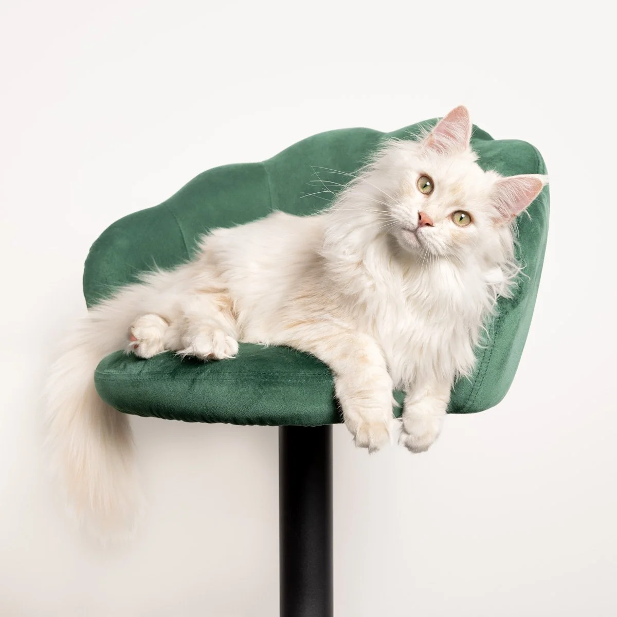 maine-coon-white.jpg