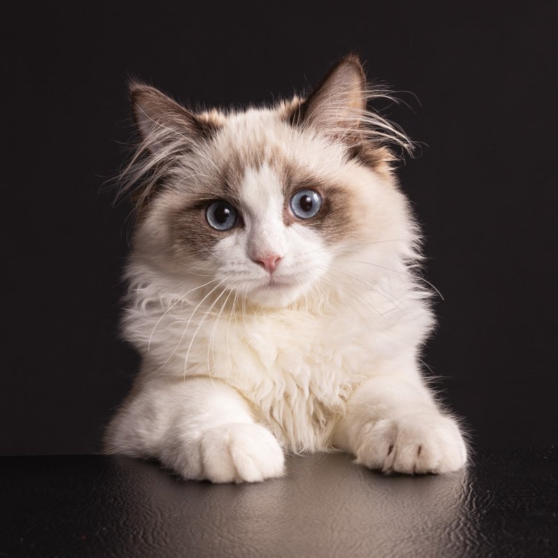 ragdoll-kitten.jpg