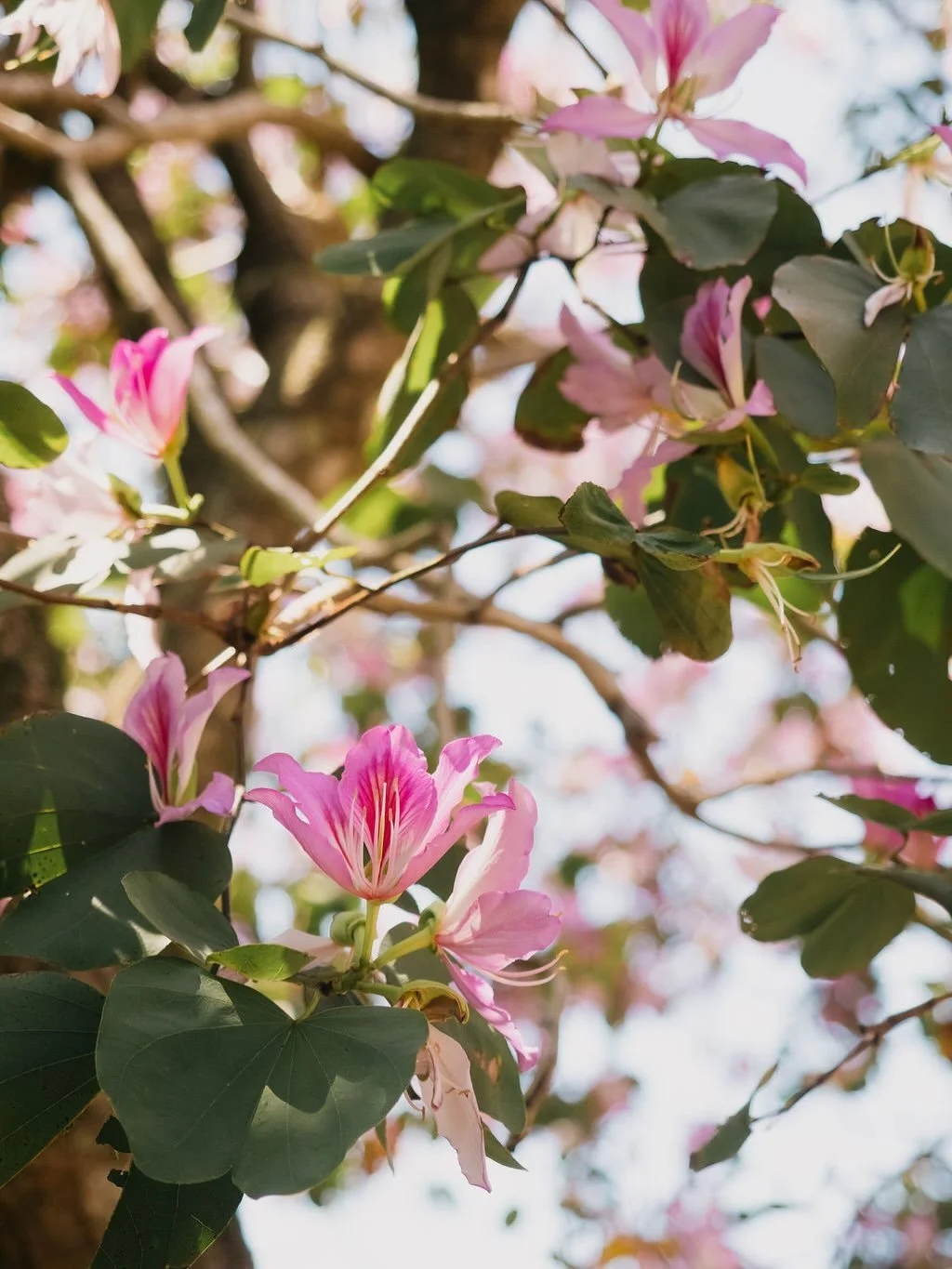 Rainforest temperature, mild and cool. 
Nature is calling. 🌿

#rainforestcool #itwasallatamborinedream #checkintocheckout #weareone #destinationscenicrim #thetamborine #boutiquehotel #mounttamborine #scenicrim @katherineandcamera