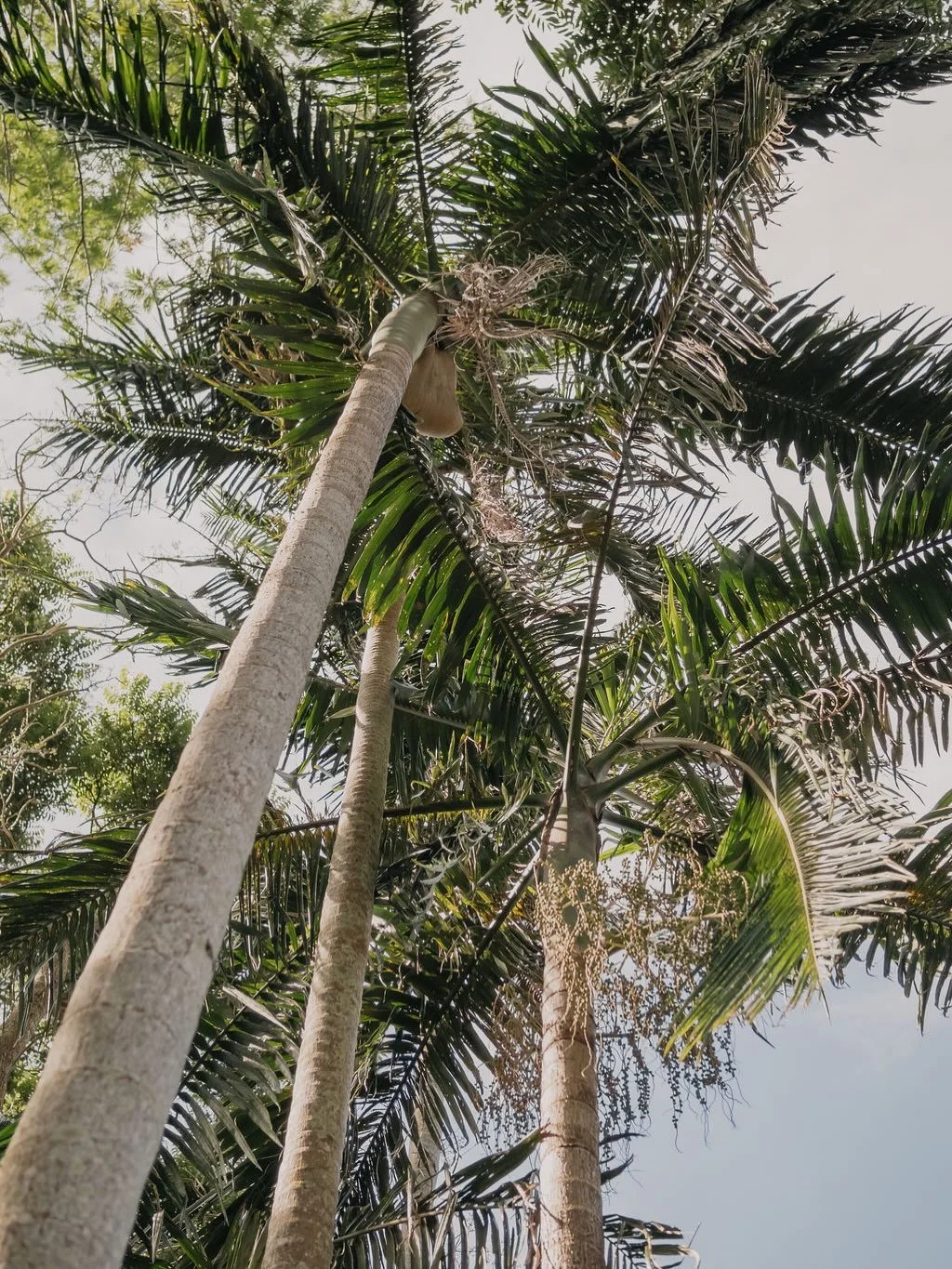 Build your own picnic Esky from The Pantry and explore untouched rainforest seclusion. 🍃

#itwasallatamborinedream #checkintocheckout #thetamborine #boutiquehotel #scenicrim